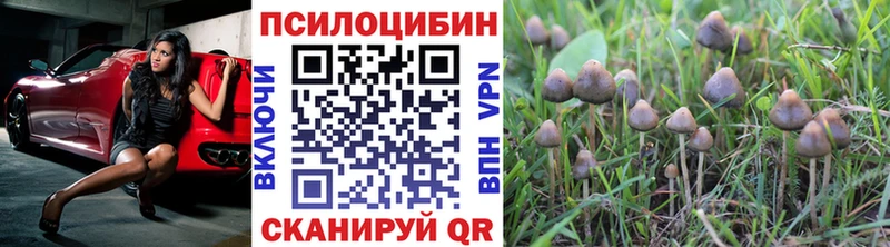 Купить где  Отрадное  Псилоцибиновые грибы Psilocybe 
